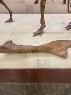 Палеонтологический музей: охотники за динозаврами